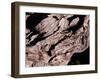 Wood Texture on Tree in the Mountains of Lazio Italy-null-Framed Premium Photographic Print