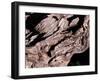 Wood Texture on Tree in the Mountains of Lazio Italy-null-Framed Premium Photographic Print