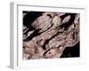 Wood Texture on Tree in the Mountains of Lazio Italy-null-Framed Premium Photographic Print