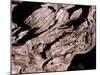 Wood Texture on Tree in the Mountains of Lazio Italy-null-Mounted Premium Photographic Print