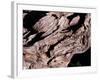 Wood Texture on Tree in the Mountains of Lazio Italy-null-Framed Photographic Print