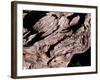 Wood Texture on Tree in the Mountains of Lazio Italy-null-Framed Photographic Print