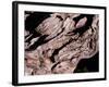 Wood Texture on Tree in the Mountains of Lazio Italy-null-Framed Photographic Print