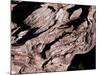 Wood Texture on Tree in the Mountains of Lazio Italy-null-Mounted Photographic Print