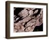 Wood Texture on Tree in the Mountains of Lazio Italy-null-Framed Photographic Print