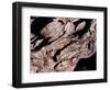 Wood Texture on Tree in the Mountains of Lazio Italy-null-Framed Photographic Print