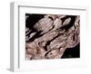 Wood Texture on Tree in the Mountains of Lazio Italy-null-Framed Photographic Print