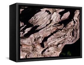 Wood Texture on Tree in the Mountains of Lazio Italy-null-Framed Stretched Canvas