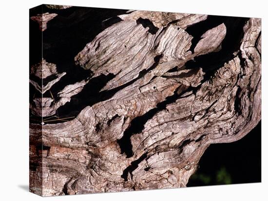 Wood Texture on Tree in the Mountains of Lazio Italy-null-Stretched Canvas