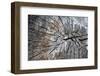 Wood Texture-Mirina75-Framed Photographic Print