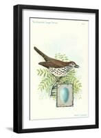 Wood Thrush and Egg-null-Framed Art Print