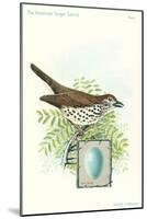 Wood Thrush and Egg-null-Mounted Art Print