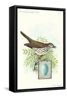 Wood Thrush and Egg-null-Framed Stretched Canvas