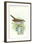 Wood Thrush and Egg-null-Framed Art Print