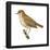 Wood Thrush (Hylocichla Mustelina), Birds-Encyclopaedia Britannica-Framed Poster