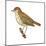 Wood Thrush (Hylocichla Mustelina), Birds-Encyclopaedia Britannica-Mounted Poster