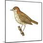 Wood Thrush (Hylocichla Mustelina), Birds-Encyclopaedia Britannica-Mounted Poster