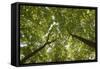 Wood, Tree Tops, Leaf Canopy-Uwe Merkel-Framed Stretched Canvas