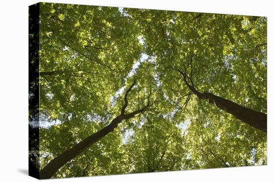 Wood, Tree Tops, Leaf Canopy-Uwe Merkel-Stretched Canvas