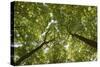 Wood, Tree Tops, Leaf Canopy-Uwe Merkel-Stretched Canvas