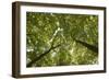 Wood, Tree Tops, Leaf Canopy-Uwe Merkel-Framed Photographic Print