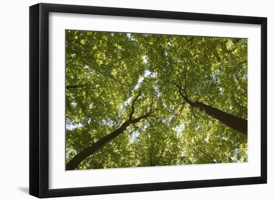 Wood, Tree Tops, Leaf Canopy-Uwe Merkel-Framed Photographic Print