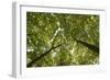 Wood, Tree Tops, Leaf Canopy-Uwe Merkel-Framed Photographic Print