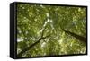 Wood, Tree Tops, Leaf Canopy-Uwe Merkel-Framed Stretched Canvas