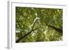 Wood, Tree Tops, Leaf Canopy-Uwe Merkel-Framed Photographic Print