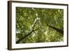 Wood, Tree Tops, Leaf Canopy-Uwe Merkel-Framed Photographic Print