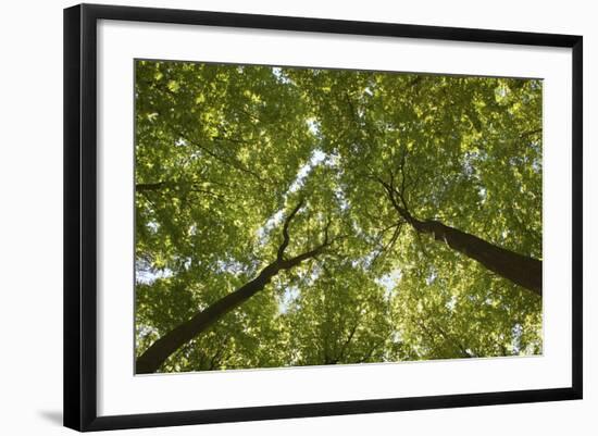 Wood, Tree Tops, Leaf Canopy-Uwe Merkel-Framed Photographic Print