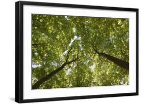 Wood, Tree Tops, Leaf Canopy-Uwe Merkel-Framed Photographic Print