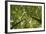 Wood, Tree Tops, Leaf Canopy-Uwe Merkel-Framed Photographic Print