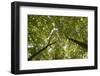 Wood, Tree Tops, Leaf Canopy-Uwe Merkel-Framed Photographic Print