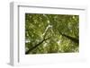 Wood, Tree Tops, Leaf Canopy-Uwe Merkel-Framed Photographic Print