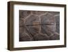 Wood Turtle, Glyptemys Insculpta, Carapace Detail, Captive, USA-Pete Oxford-Framed Photographic Print