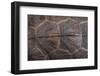 Wood Turtle, Glyptemys Insculpta, Carapace Detail, Captive, USA-Pete Oxford-Framed Photographic Print