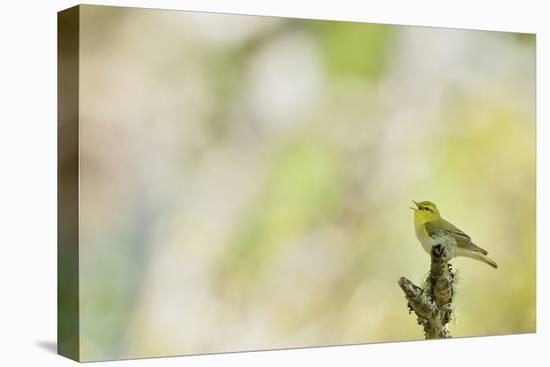 Wood Warbler (Phylloscopus Sibilatrix) Singing from a Lichen Covered Branch, Sunart, Scotland, UK-Fergus Gill-Stretched Canvas