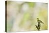 Wood Warbler (Phylloscopus Sibilatrix) Singing from a Lichen Covered Branch, Sunart, Scotland, UK-Fergus Gill-Stretched Canvas