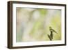 Wood Warbler (Phylloscopus Sibilatrix) Singing from a Lichen Covered Branch, Sunart, Scotland, UK-Fergus Gill-Framed Photographic Print