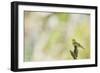 Wood Warbler (Phylloscopus Sibilatrix) Singing from a Lichen Covered Branch, Sunart, Scotland, UK-Fergus Gill-Framed Photographic Print