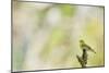 Wood Warbler (Phylloscopus Sibilatrix) Singing from a Lichen Covered Branch, Sunart, Scotland, UK-Fergus Gill-Mounted Photographic Print