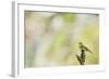 Wood Warbler (Phylloscopus Sibilatrix) Singing from a Lichen Covered Branch, Sunart, Scotland, UK-Fergus Gill-Framed Photographic Print