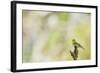 Wood Warbler (Phylloscopus Sibilatrix) Singing from a Lichen Covered Branch, Sunart, Scotland, UK-Fergus Gill-Framed Photographic Print