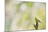 Wood Warbler (Phylloscopus Sibilatrix) Singing from a Lichen Covered Branch, Sunart, Scotland, UK-Fergus Gill-Mounted Photographic Print