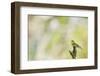 Wood Warbler (Phylloscopus Sibilatrix) Singing from a Lichen Covered Branch, Sunart, Scotland, UK-Fergus Gill-Framed Photographic Print