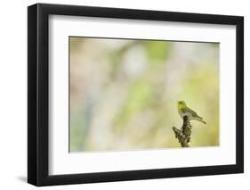 Wood Warbler (Phylloscopus Sibilatrix) Singing from a Lichen Covered Branch, Sunart, Scotland, UK-Fergus Gill-Framed Photographic Print