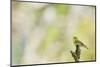 Wood Warbler (Phylloscopus Sibilatrix) Singing from a Lichen Covered Branch, Sunart, Scotland, UK-Fergus Gill-Mounted Photographic Print