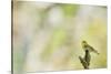 Wood Warbler (Phylloscopus Sibilatrix) Singing from a Lichen Covered Branch, Sunart, Scotland, UK-Fergus Gill-Stretched Canvas