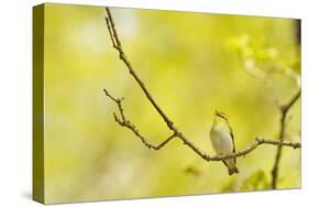 Wood Warbler (Phylloscopus Sibilatrix) Singing from Oak, Atlantic Oakwoods of Sunart, Scotland-Fergus Gill-Stretched Canvas